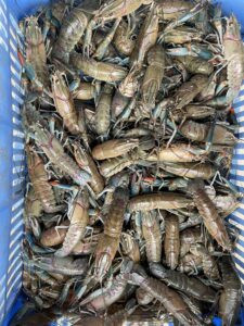 Redclaw crayfish- Barron River Redclaw investment oportunity