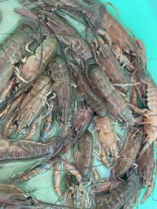 Certified Sustainable Redclaw crayfish at Barron River Redclaw