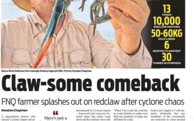 A Claw-some Comeback- Barron River Redclaw Featured in the Cairns Post